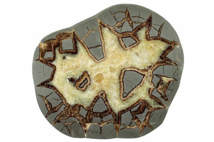 Polished Septarian Slab - Utah #246520